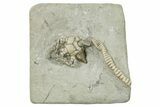 Fossil Crinoid (Platycrinites) With Gastropod - Indiana #263102-1